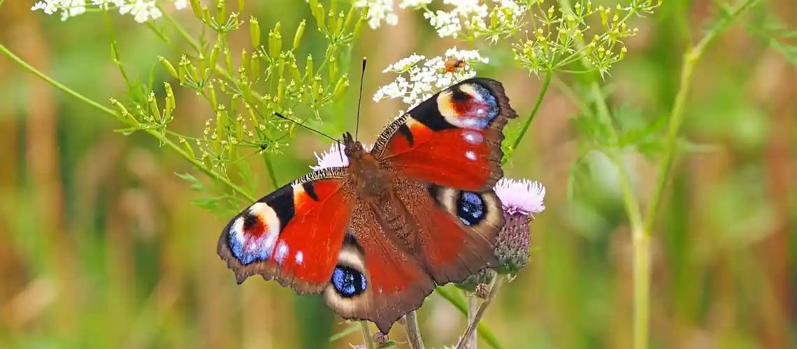 Истинный Свидетель : Новая Тварь,  новое творение