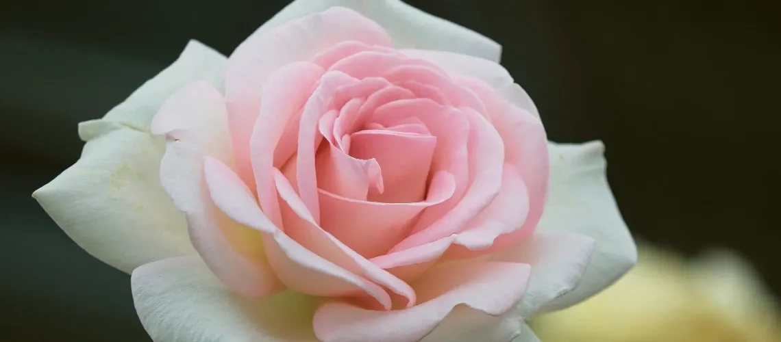 Rose blanche et rose